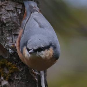 Wood Nuthatch