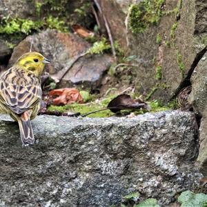 Yellowhammer