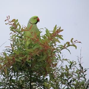 Rose-ringed Parakeet