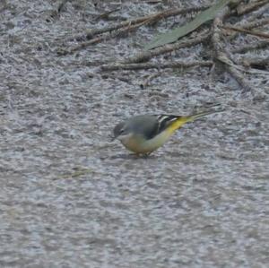 Grey Wagtail