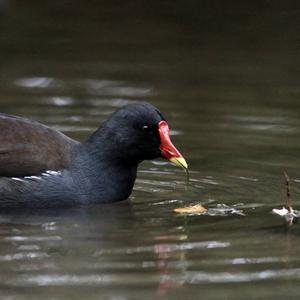 Common Moorhen