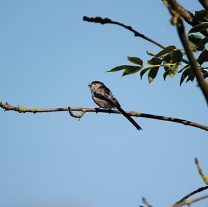 Long-tailed Tit