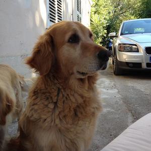 Retriever (Golden)