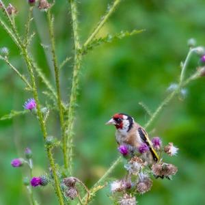 European Goldfinch