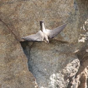 Eurasian Crag-martin