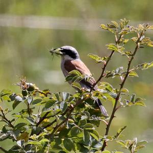 Red-backed Shrike