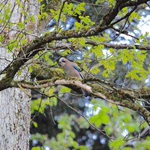 Eurasian Jay