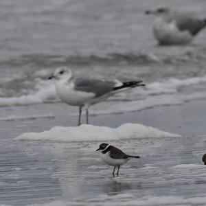 Common Ringed Plover