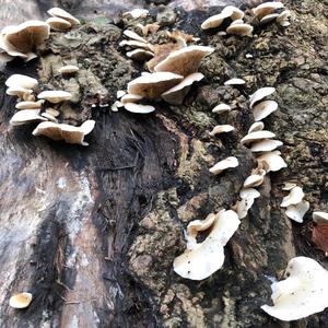 Oyster Mushroom