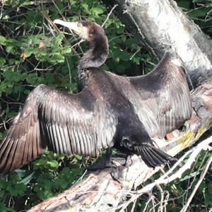 Great Cormorant