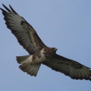 Common Buzzard