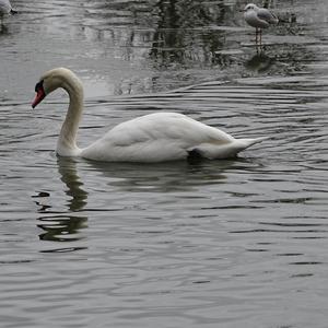 Mute Swan