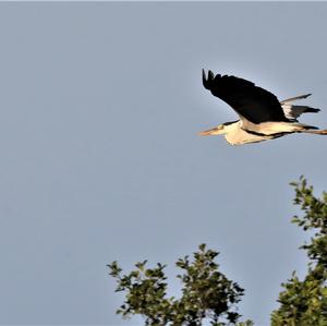 Grey Heron