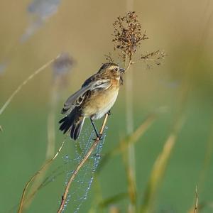 Zitting Cisticola