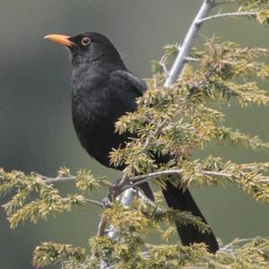 Eurasian Blackbird