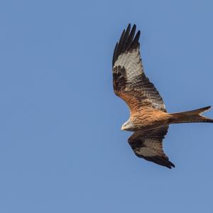 Red Kite