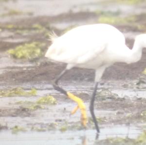 Little Egret