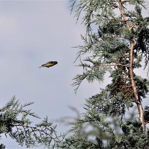 Eurasian Siskin