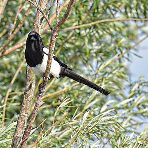 Black-billed Magpie