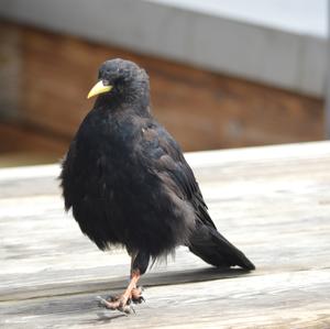 Yellow-billed Chough