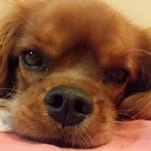 Cavalier King Charles Spaniel