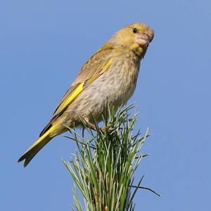 European Greenfinch