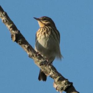 Tree Pipit