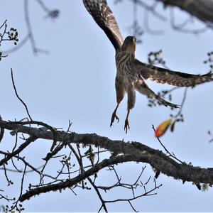 Cooper's Hawk