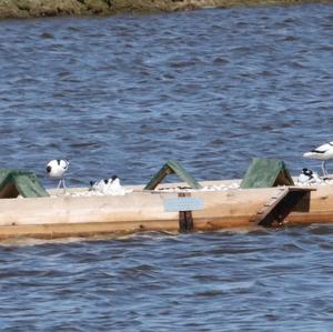 Pied Avocet