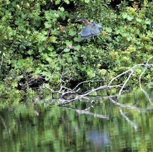 Green Heron