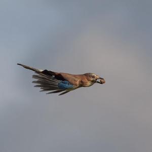 Eurasian Jay