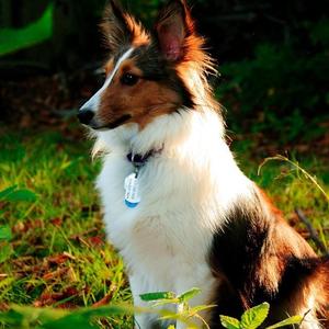 Shetland Sheepdog