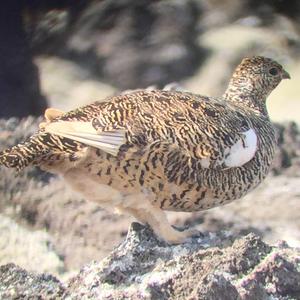 Rock Ptarmigan