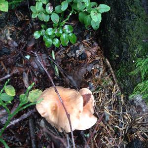 Fairy Ring Mushroom