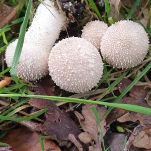 Gem-studded Puffball