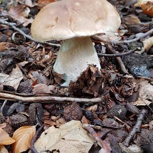 Summer Bolete