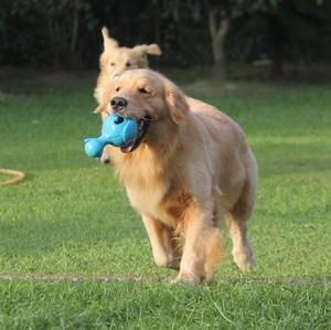 Retriever (Golden)