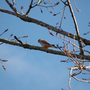 Common Kestrel