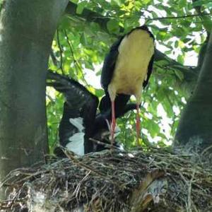 Black Stork