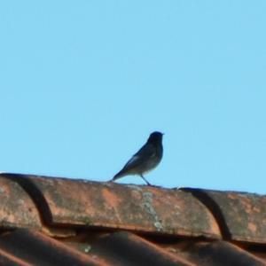 Black Redstart