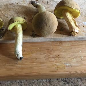 Variegated Bolete