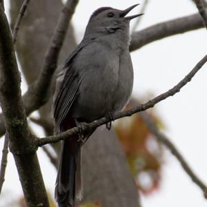 Grey Catbird