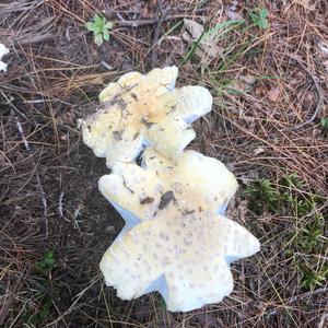 Destroying Angel