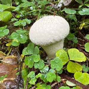 Gem-studded Puffball