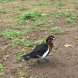 Red-breasted Goose