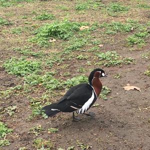 Red-breasted Goose