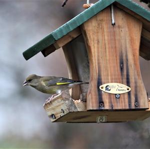 European Greenfinch