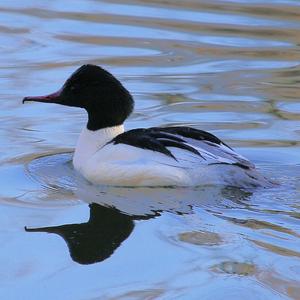 Common Merganser