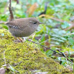 Winter Wren