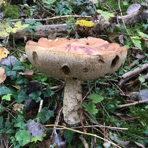 Orange Birch Bolete